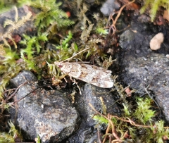 Scoparia aequipennalis