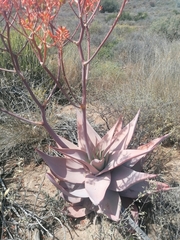 Aloe striata