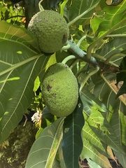 Artocarpus