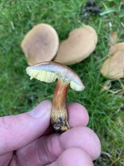 Hortiboletus bubalinus