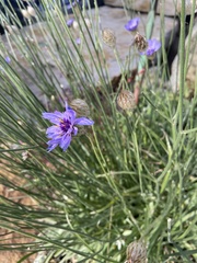Catananche