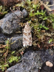 Scoparia aequipennalis