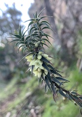 Melichrus urceolatus