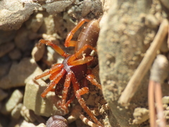 Dysdera