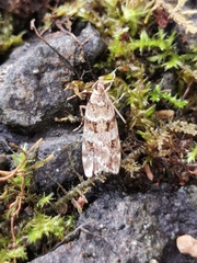 Scoparia aequipennalis