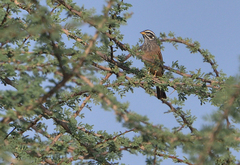 Emberiza striolata