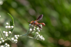 Physocephala sagittaria