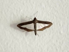 Diaphania