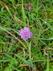 Scabiosa triandra