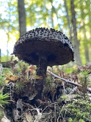 Strobilomyces