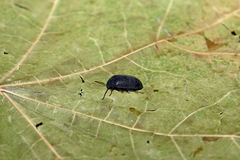 Prionychus melanarius