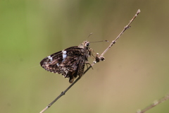 Codatractus