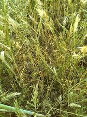 Anthoxanthum aristatum