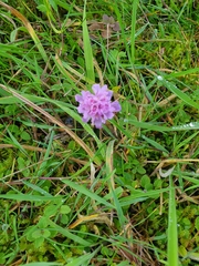 Scabiosa triandra