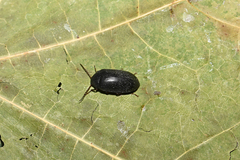 Prionychus melanarius