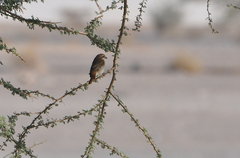 Lanius isabellinus