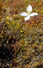 Cyanella alba alba