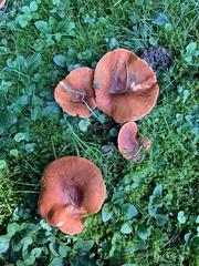 Lactarius rufus