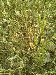 Anthoxanthum aristatum