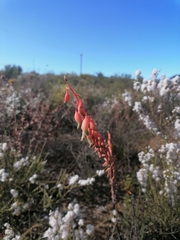Gasteria brachyphylla