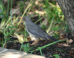 Turdus smithi