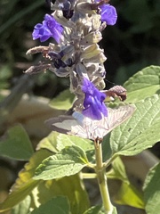 Diaphania costata
