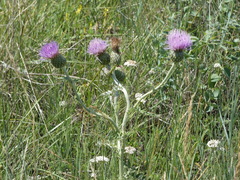 Cirsium undulatum