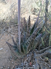 Gasteria brachyphylla