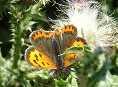 Lycaena phlaeas