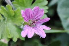 Geranium molle