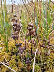 Scheuchzeria palustris