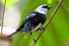 Stilpnia nigrocincta