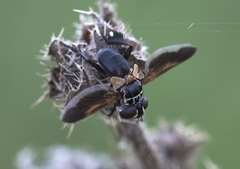 Trichopoda pictipennis