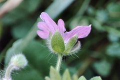 Geranium molle