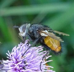 Tachina fera