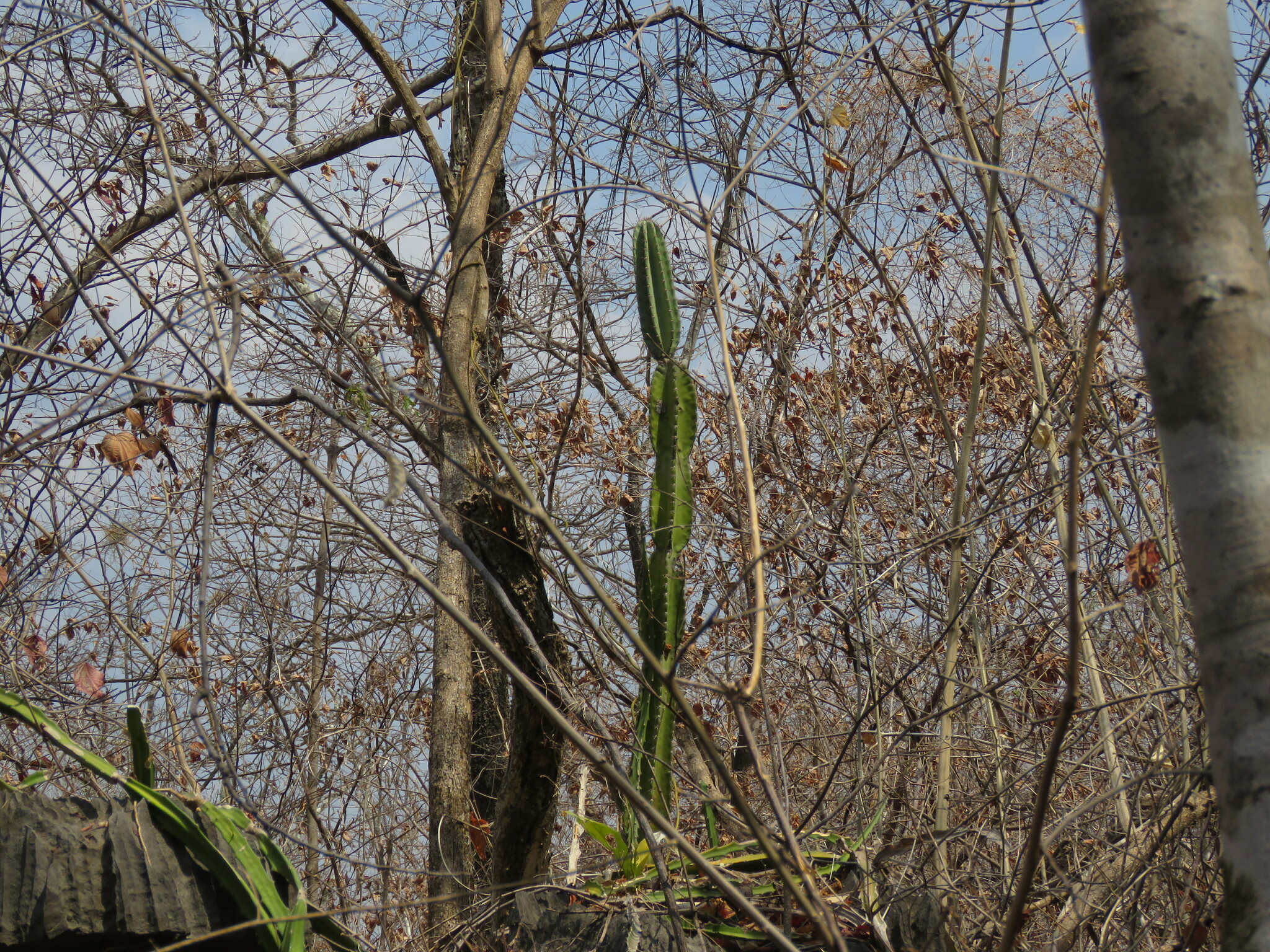 Cereus jamacaru