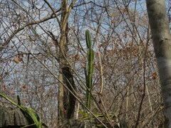 Cereus jamacaru calcirupicola