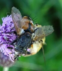Tachina fera