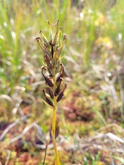Platanthera blephariglottis