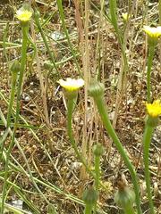 Arnoseris minima
