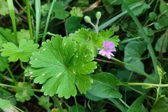 Geranium molle