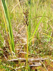 Platanthera blephariglottis