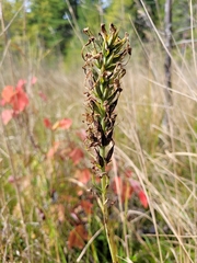 Platanthera blephariglottis