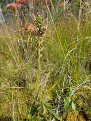 Platanthera blephariglottis