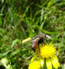 Tachina fera