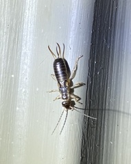 Forficula auricularia
