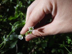 Stellaria aquatica
