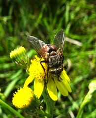 Tachina fera