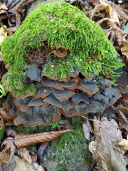 Hymenochaete rubiginosa