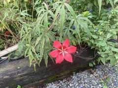 Hibiscus coccineus